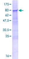 Human PEX14 Protein (Recombinant GST)