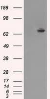 KIAA0153 / TTLL12 Antibody (clone OTI12B7, Carrier-free)