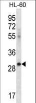 CD275 / B7-H2 / ICOS Ligand Antibody (aa217-246)
