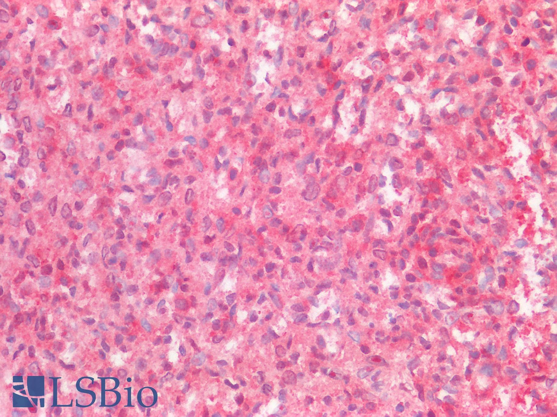 LAIR1 / CD305 Antibody