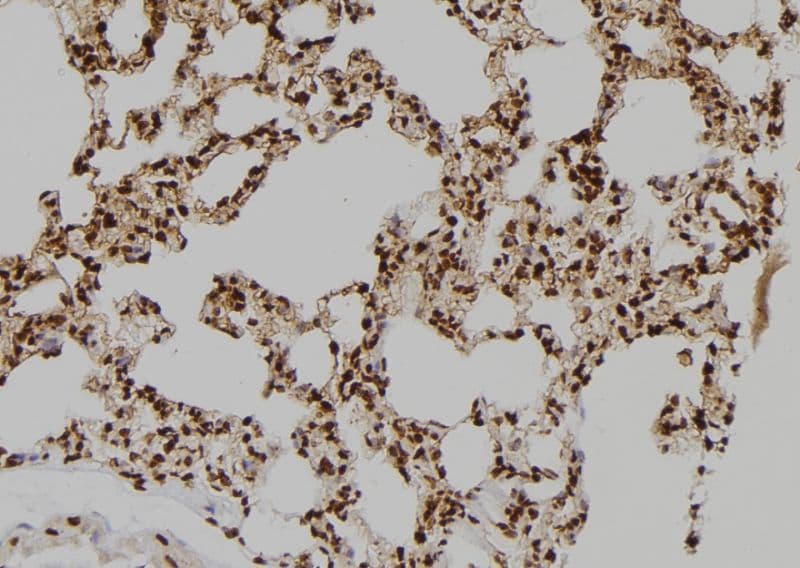 BAG4 / SODD Antibody