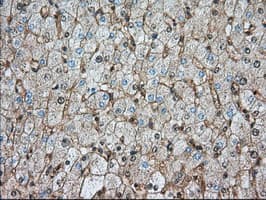 Basigin / Emmprin / CD147 Antibody (clone OTI4E4)