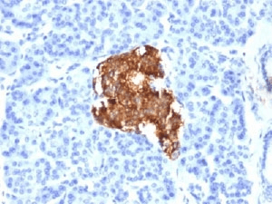 Insulin Antibody (aa1-84, clone E2-E3 or INS04, Ready-to-Use)