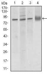 CD144 / CDH5 / VE Cadherin Antibody (aa29-223, clone 3D5C7)