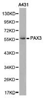 PAX3 Antibody
