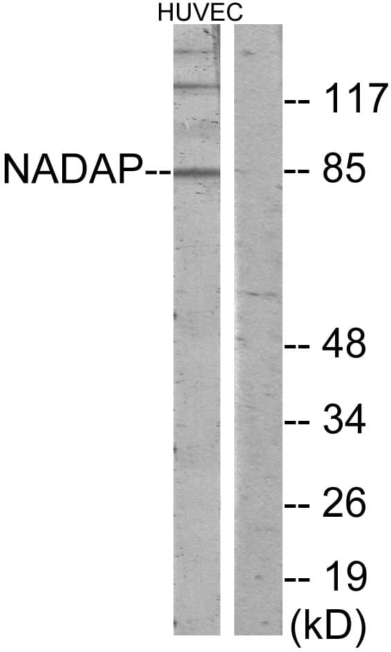IHC-plus™ SLC4A1AP / Kanadaptin Antibody (aa421-470)