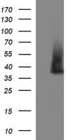 SYP / Synaptophysin Antibody (clone OTI2D8, Carrier-free)