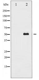 ATF2 Antibody