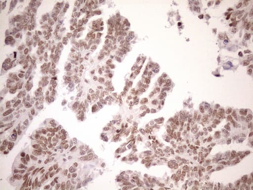 UTP11L Antibody (clone OTI5F3, Carrier-free)
