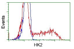HK2 / Hexokinase 2 Antibody (clone OTI4C5)