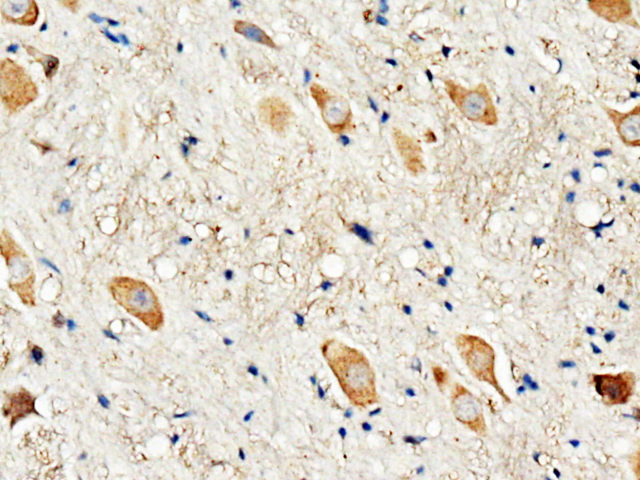 DRD3 / Dopamine Receptor D3 Antibody (aa352-367)