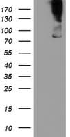 ZBED1 / TRAMP Antibody (clone OTI5A2)