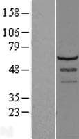 LSM14A Protein (Over-Expression Lysate Myc-DDK (Flag))