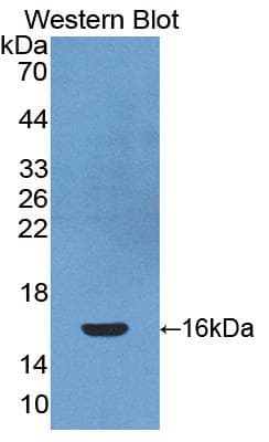 PDGF-CC Antibody (aa235-345, FITC)