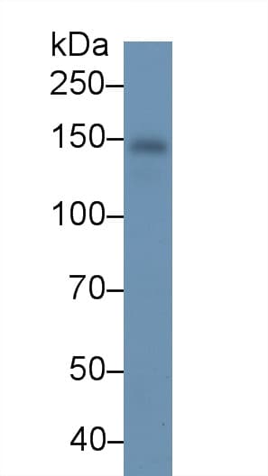 RBP4 Antibody (Biotin)