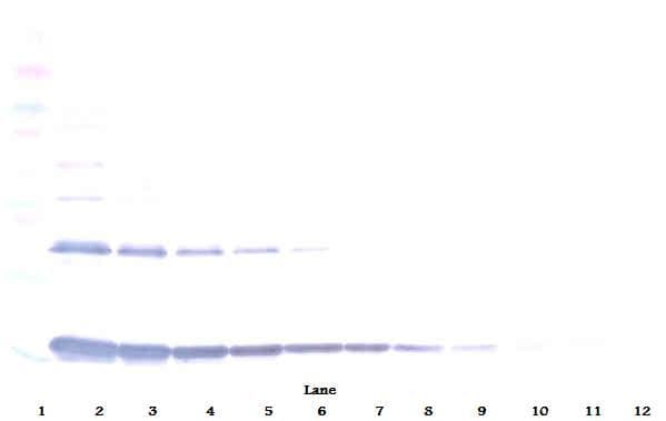 IL1A / IL-1 Alpha Antibody