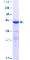 Human MED22 Protein (Recombinant GST)