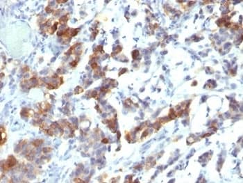 MUC5AC Antibody (clone MUC5AC/917 + 45M1, Ready-to-Use)