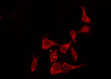 OR4L1 Antibody