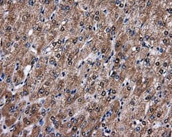 FAHD2A Antibody (clone OTI6D9)