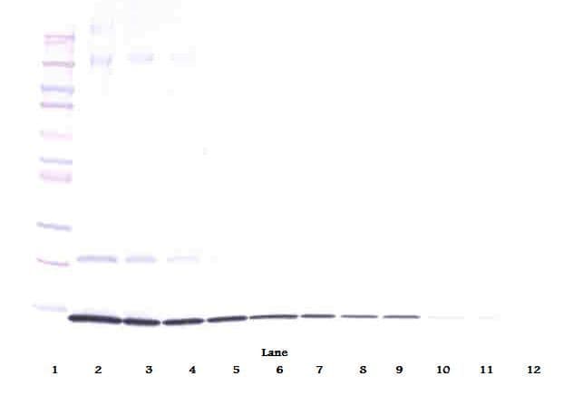 IL4 Antibody
