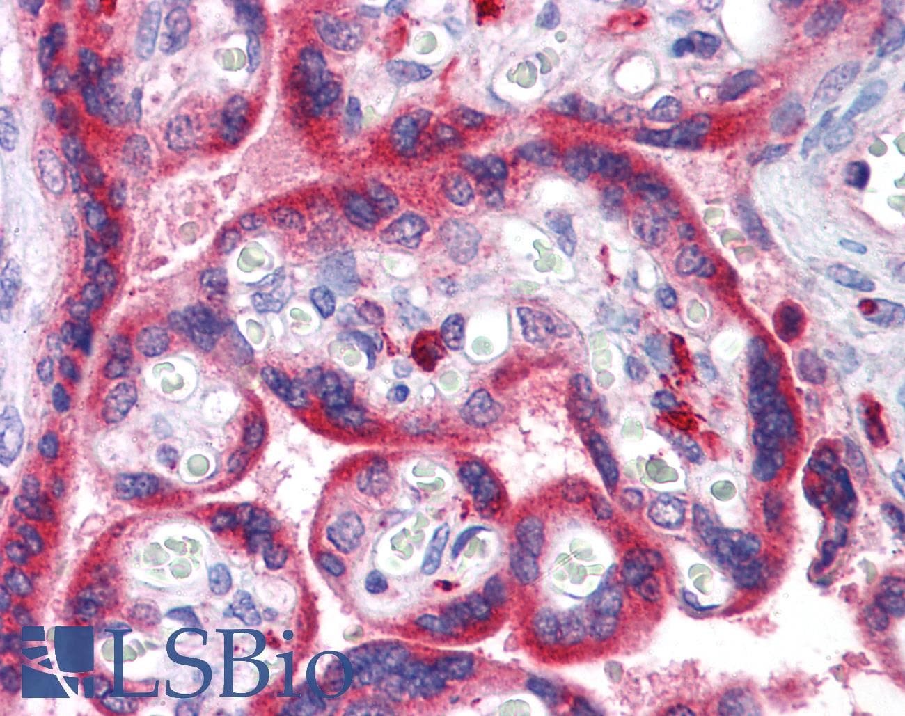 IHC-plus™ ADAM15 Antibody