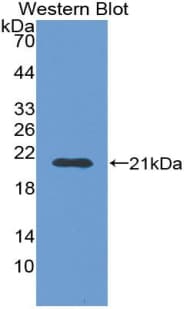 AOC1 Antibody (aa292-460)