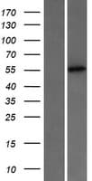 PUS3 Protein (Over-Expression Lysate Myc-DDK (Flag))