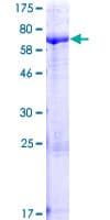 Human PHTF2 Protein (Recombinant GST)