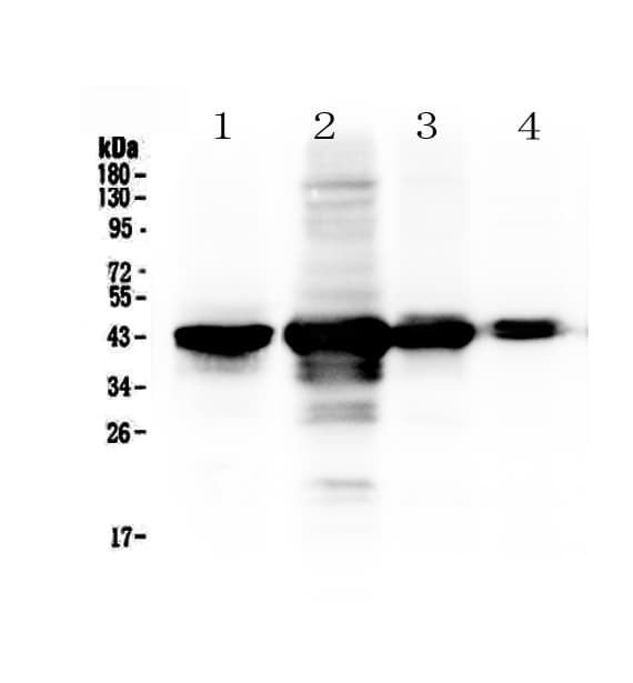 PON1 / ESA Antibody