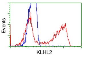 KLHL2 / MAV Antibody (clone OTI6D8)