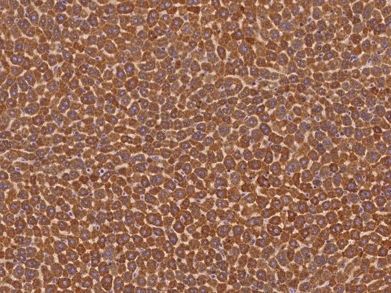 Polyclonal Rabbit anti-Mouse BCHE / Cholinesterase Antibody (Preservative Free, IHC)