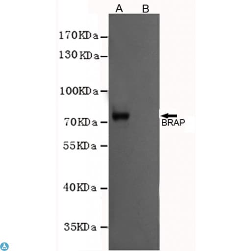 BRAP2 Antibody