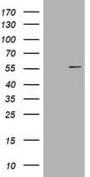 Vimentin Antibody (clone OTI2F7)