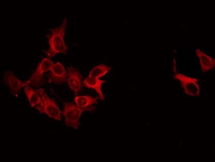 GAD1 / GAD67 Antibody