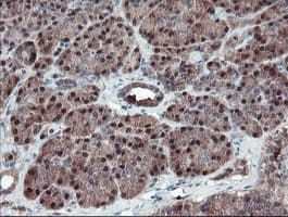 SERPINB1 Antibody (aa77-306, clone OTI2B4)
