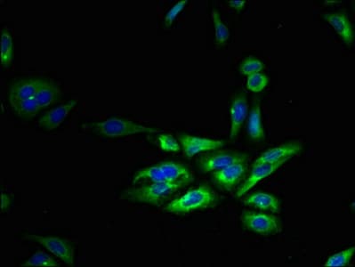 FFAR3 / GPR41 Antibody (aa280-346)