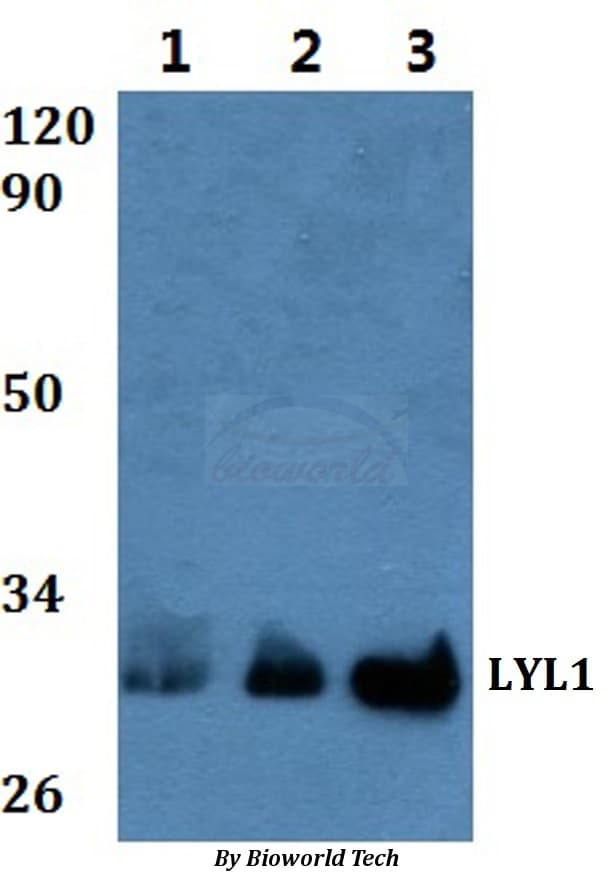 LYL1 Antibody