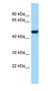RASSF9 / P-CIP1 Antibody (aa218-267)