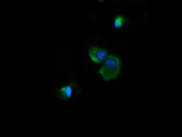 NDUFB10 Antibody (clone OTI4F1)