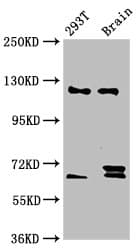 Polyclonal Rabbit anti-Human TCERG1 / CA150 Antibody (IHC, WB)