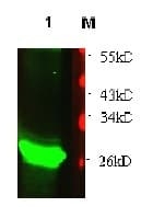 BIRC3 / cIAP2 Antibody (Preservative Free, Biotin)