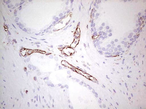 NFS1 Antibody (aa1-299, clone OTI5D1, Carrier-free)
