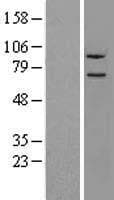 Human NLN / Neurolysin Protein (Over-Expression Lysate Myc-DDK (Flag))