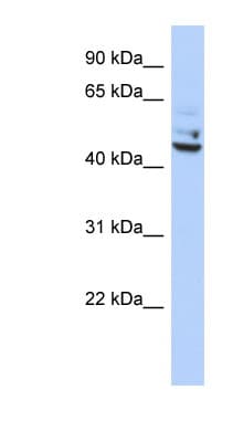 TP53I13 Antibody (C-Terminus)