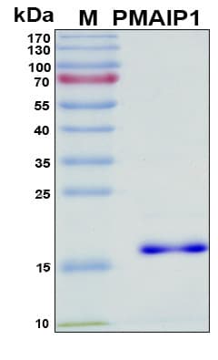 Human PMAIP1 / NOXA Protein (Recombinant 6His, N-terminus)