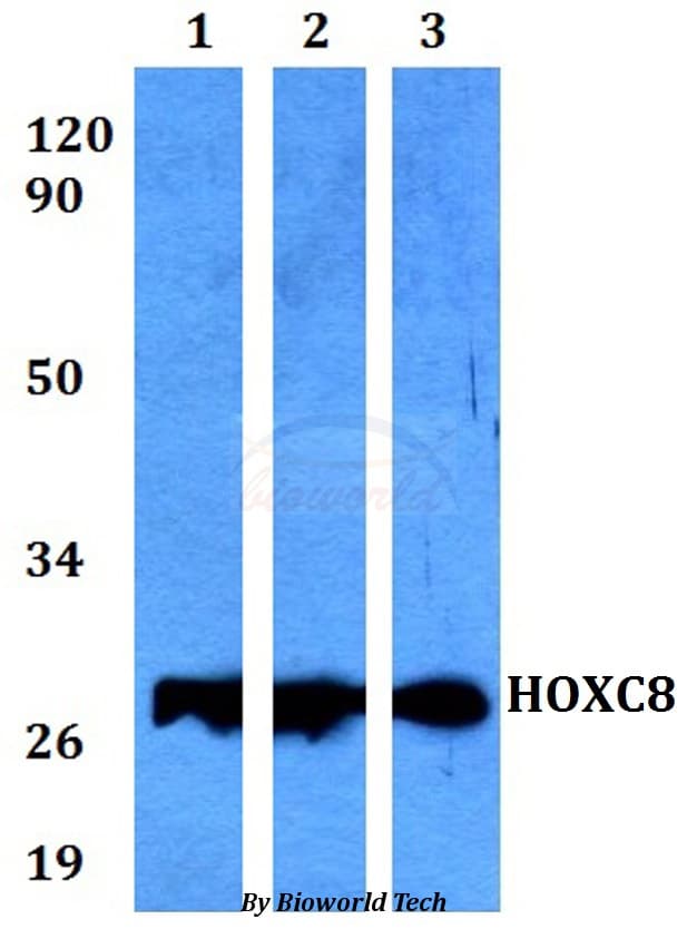 HOXC8 Antibody