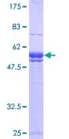 Human RELA / NFKB p65 Protein (Recombinant GST)