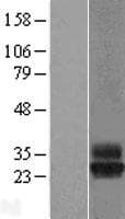 TSPAN4 Protein (Over-Expression Lysate Myc-DDK (Flag))