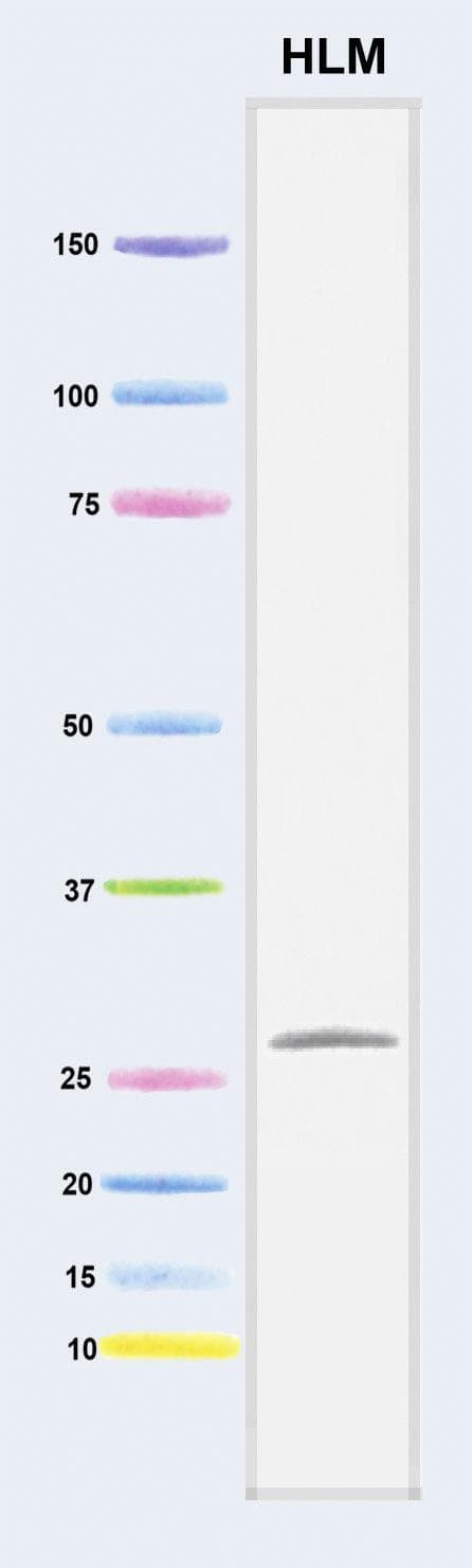DCXR Antibody (clone 4G4AF5)